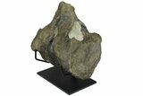 Fossil Hadrosaur (Maiasaura?) Fused Sacral Vertebrae - Montana #173490-5